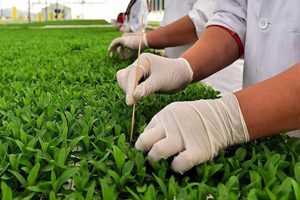 Tohum Üretimi 1 Milyon Tonu Aştı