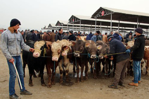 Hayvancılık Sektörünün Korkulu Rüyası Tekrar Ortaya Çıktı