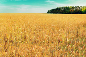 Üreticiler Dikkat Kuraklık Sigortasında Poliçe Kabul Tarihi Uzatıldı