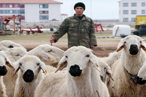 Yerli Çoban Bulamayınca Afkanlı Çobanlar Çare Oldu