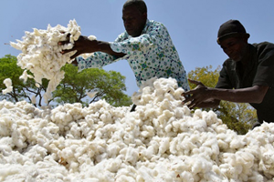 Burkina Faso ya Türk Firması Tarafından Pamuk Yatırımı