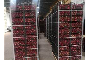 Eğirdir den Suudi Arabistan a Elma İhracatı