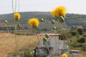 Kuşadası nda Ekoturizm Kuruluyor