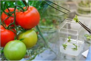 Domatesin Sırrı Çözülüyor