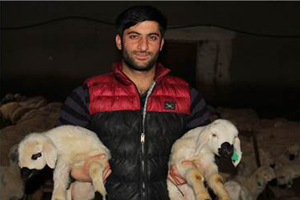 Bahar Müjdecisi Kuzular Doğmaya Başladı