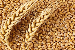 Buğdayın Erken Gelişimi Rekolteye Yansıyacak