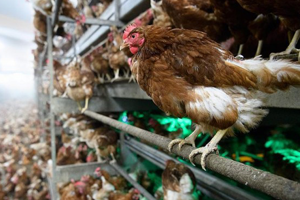 Tavuk ve Horoz Canlı Hayvan İhracatını Sırtladı