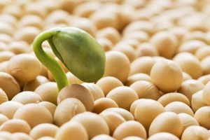 GDO Engeli İle Hayvanlar Yemsiz Kaldı