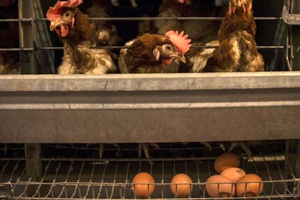 Yumurta Üretimi Azaldı