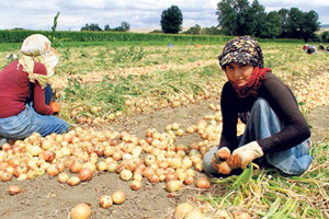 Tarım İşçisinin Ücreti Yüzde 12 Arttı