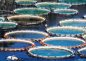 Desteklemeler Yarın Yatıyor