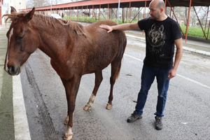 Aç Kalan At Plastik ve Taş Yemiş