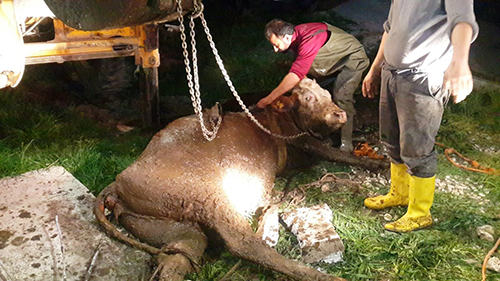 Hamile İnek Düştüğü Çukurdan 4 Saatte Kurtarıldı