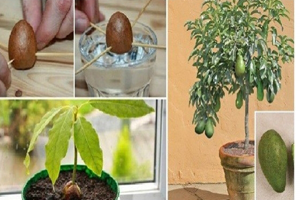 7 Aşamada Evde Avokado Yetiştirin