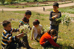 Yalnızca Çocukluğu Köylerde Geçenlerin Hatırlayacağı Yabani Otlar