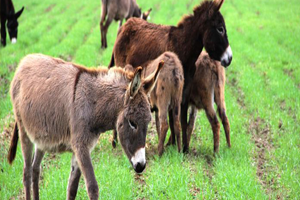 Litresi 100 Liradan Satılıyor