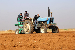 Suriye nin Buğdayı Üretime Kazandırılacak