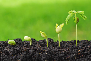 Türk Tohumu Dünyaya Yayıldı