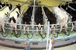 Sütbank Açıkladı 533 İnek Öldü Ödeme Yapamayacağız