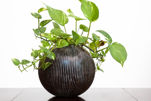 NASA nın Açıkladığı Bu Bitkilerin Hangileri Evinizde Var