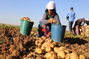 Patatesler Depoda Kaldı