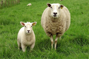 500 Bin Anaç Koyun Projesi İçin İmzalar Atıldı