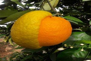 Limon mu Portakal mı Görenleri Hayrete Düşürdü