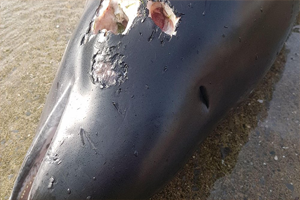 Kocaeli de Yunus Balığı Vahşice Öldürüldü