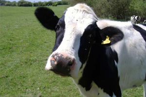 Bu Uygulamayla Et Fiyatları Düşecek