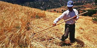 Çiftçinin Umudu Sağanak Yağış