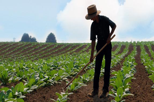 Genç Çiftçiye 30 Bin Lira Hibe Desteği Peki Başvuru Şartları Neler