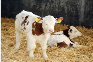 Üstün Vasıflı Yavru Sığırlar Dünyaya Geldi