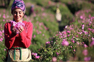 Gül Bahçeleri Sezona Hazırlanıyor Üretici Umutlu