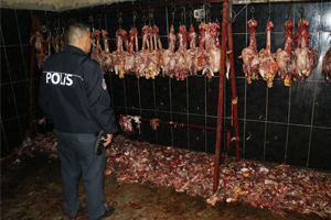 Kaçak Tavuk Kesimhanesine Baskın Şok Görüntüler Ortaya Çıktı