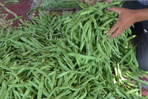 Taze Fasulye Zam Şampiyonu