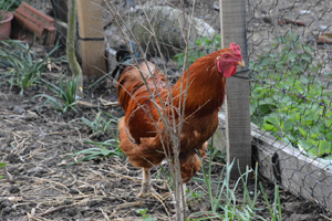 Yumurtlayan Horoz Görenleri Şaşkına Çevirdi