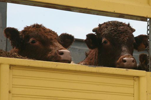 60 Bin Baş Sığır İthal Edilecek