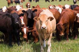 Türkiye Avrupa nın Sığır Pazarı Oldu