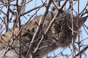 Nazilli de Vaşak Alarmı