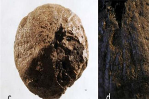 İsveç te Bin 500 Yıllık Kuru Soğan Bulundu