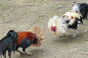 Deve Güreşi ve Horoz Dövüşü Yapanlara Hapis Cezası Geliyor