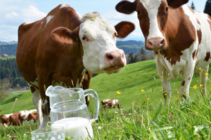 İnek Sütü Miktarı Şubat Ayında Arttı