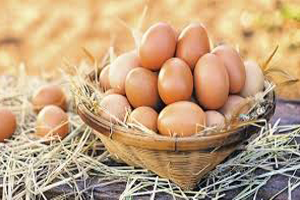 Yumurta Üretimi Yüzde 8 4 Azaldı