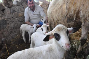 Beşiz Doğuran Koyun Herkesi Şaşırttı