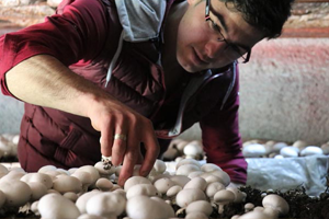 Kültür Mantarı Üreterek Tersine Göçü Teşvik Etti