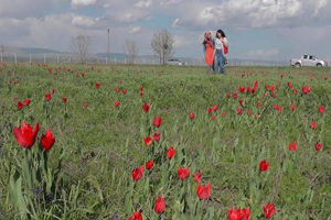 Muş Kırmızıya Büründü