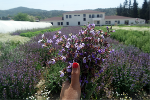 Hoş Kokusuyla Baş Döndüren Adaçayı Çiçeğinin İnanılmaz Faydaları