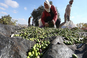 Zeytinde Hedef Dünya Liderliği