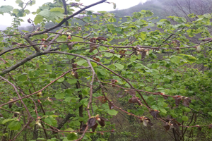 Giresun da Fındık Ağaçları Hastalığa Yakalandı