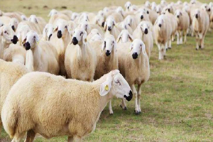 TİGEM 300 Koyun Projesi Ön Değerlendirme Sonuçlarını Açıkladı